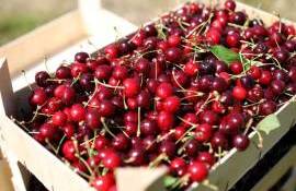 primele cireșe de import. Cu cât se vinde kilogramul - agroexpert.md