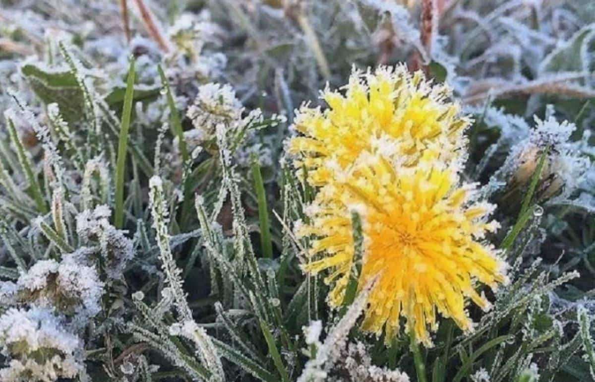 В Молдове снова ожидаются заморозки: прогноз на 13 мая - agroexpert.md