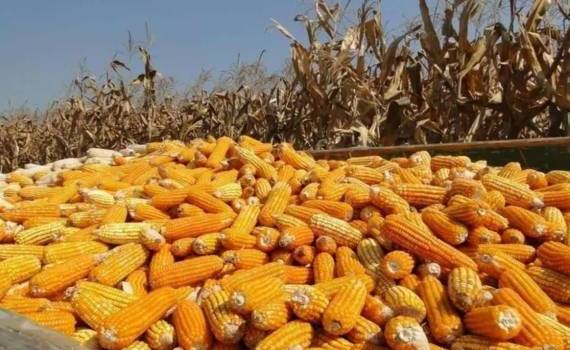 Мировые запасы кукурузы падают, несмотря на благоприятные прогнозы урожая - agroexpert.md