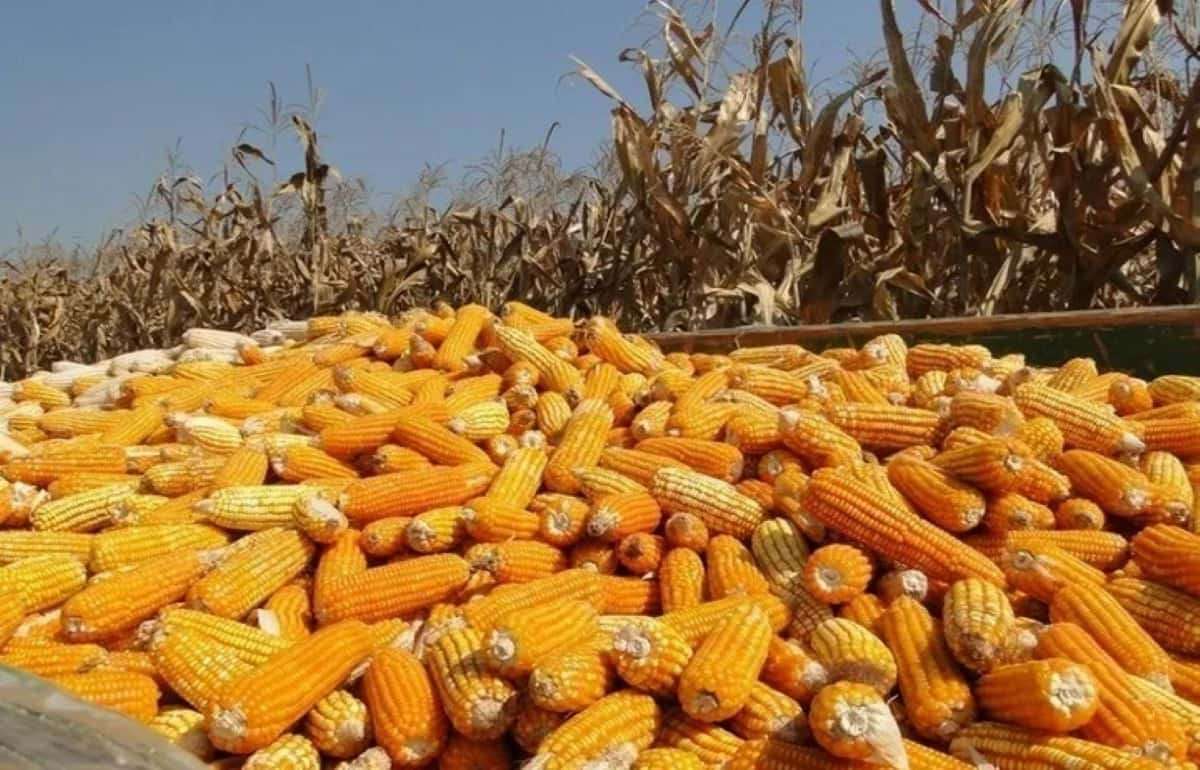 Мировые запасы кукурузы падают, несмотря на благоприятные прогнозы урожая - agroexpert.md