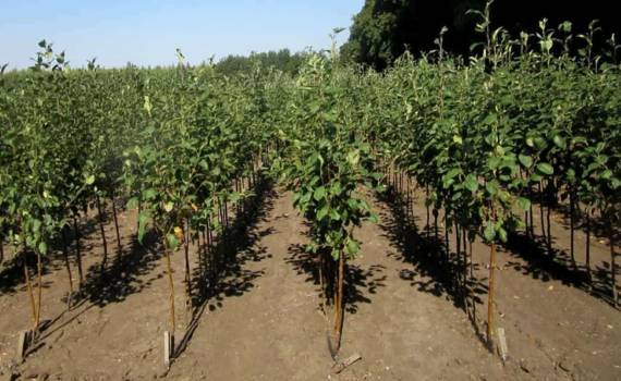 Производителей семян и саженцев призвали подать декларации - agroexpert.md