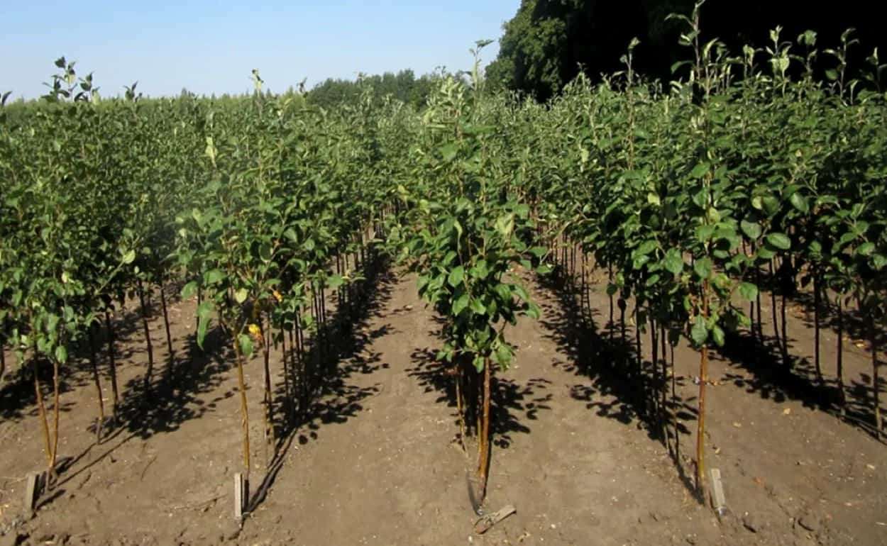 Производителей семян и саженцев призвали подать декларации - agroexpert.md