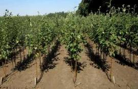 Производителей семян и саженцев призвали подать декларации - agroexpert.md