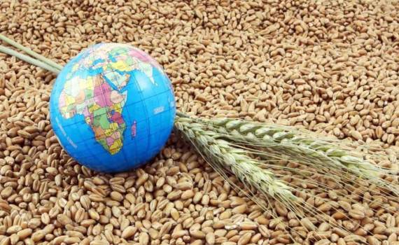 Мировой рынок зерна: пшеница упала до августовского минимума - agroexpert.md
