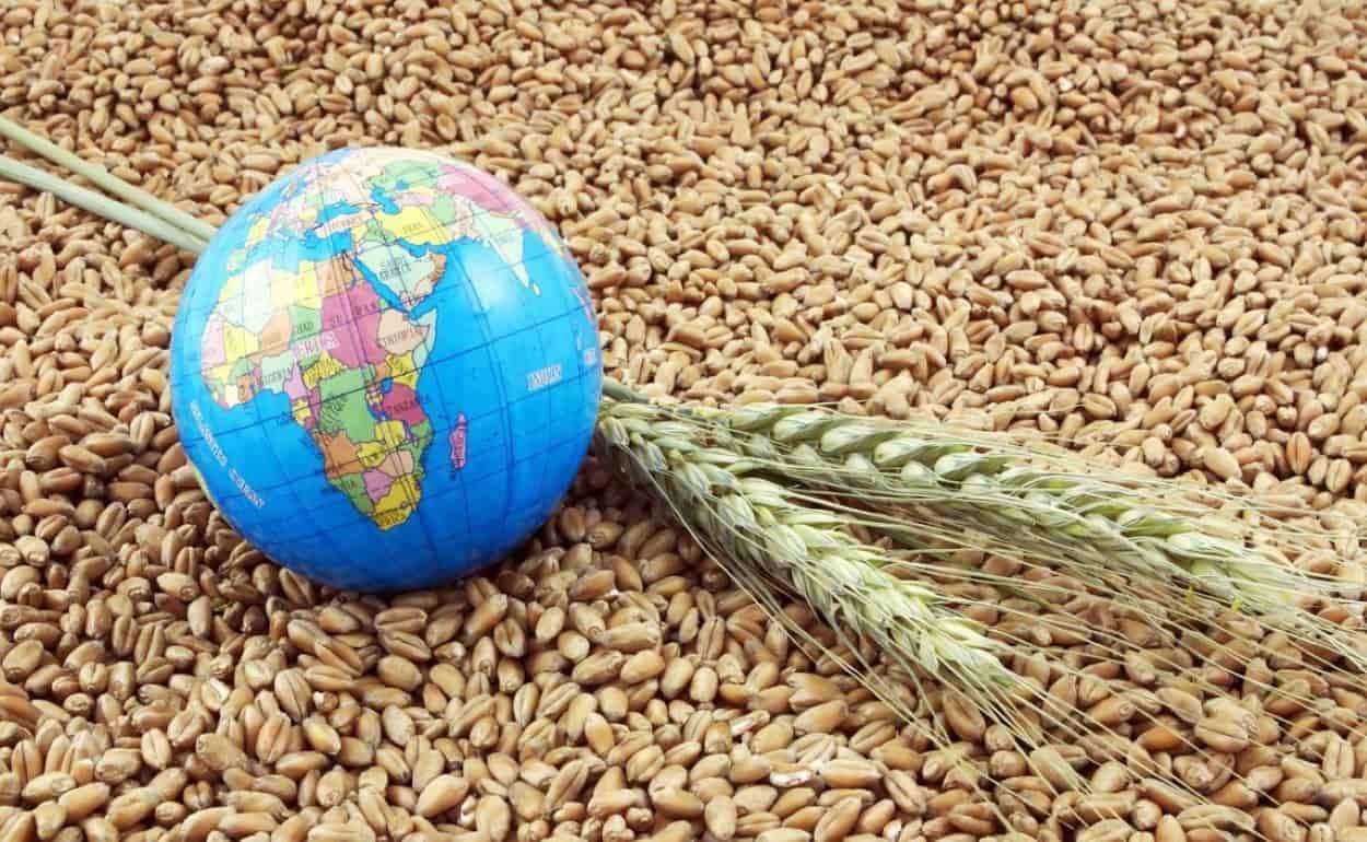 Мировой рынок зерна: пшеница упала до августовского минимума - agroexpert.md