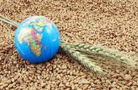 Мировой рынок зерна: пшеница упала до августовского минимума - agroexpert.md