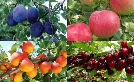 Производители фруктов оценили ущерб от заморозков в 741 млн леев - agroexpert.md