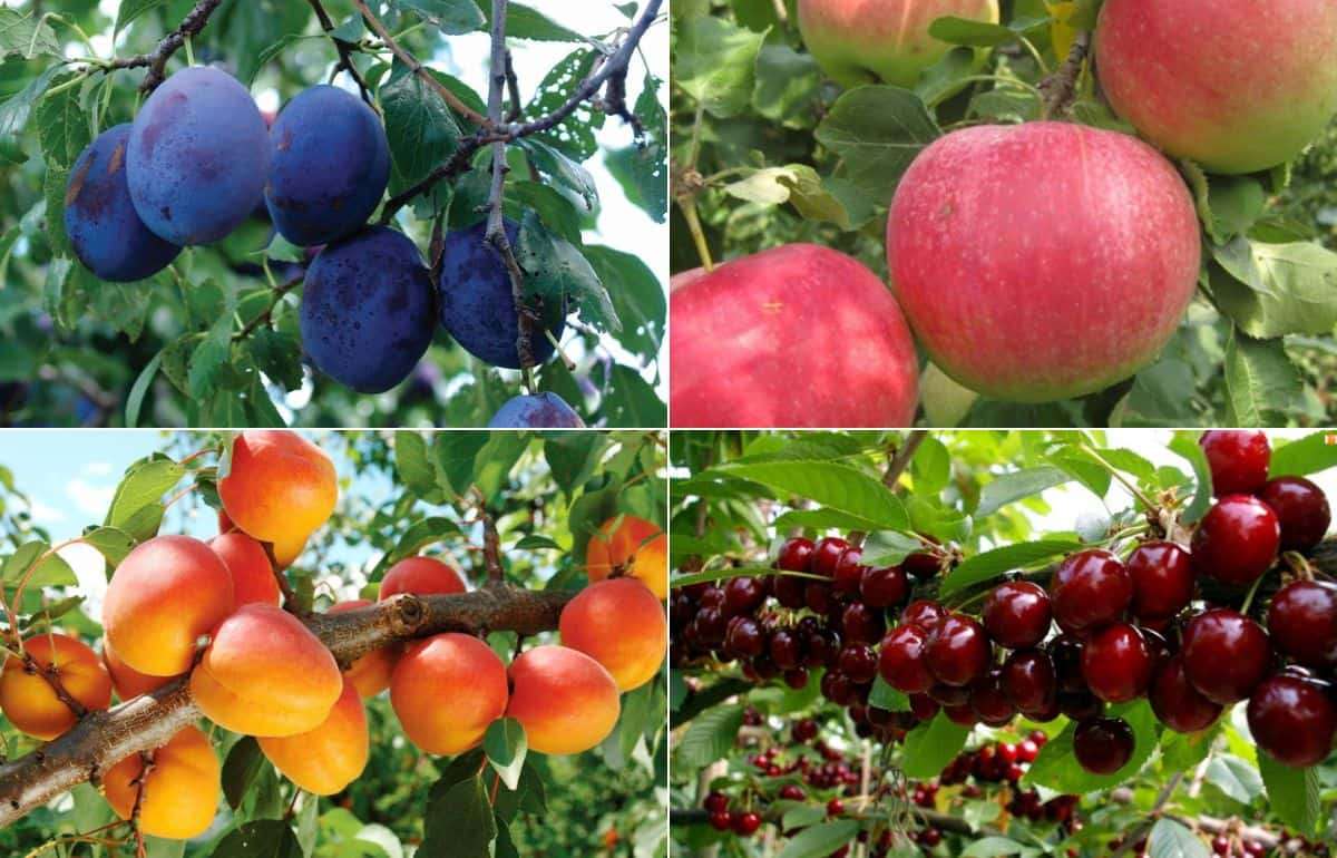 Производители фруктов оценили ущерб от заморозков в 741 млн леев - agroexpert.md