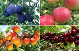 Производители фруктов оценили ущерб от заморозков в 741 млн леев - agroexpert.md