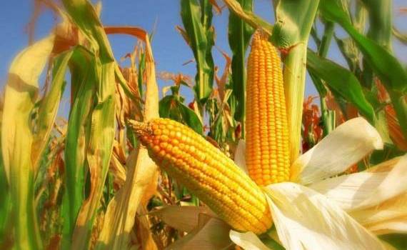 В сезоне 2025/26 кукуруза остается ключевым драйвером зернового рынка - agroexpert.md
