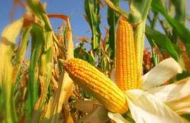 В сезоне 2025/26 кукуруза остается ключевым драйвером зернового рынка - agroexpert.md