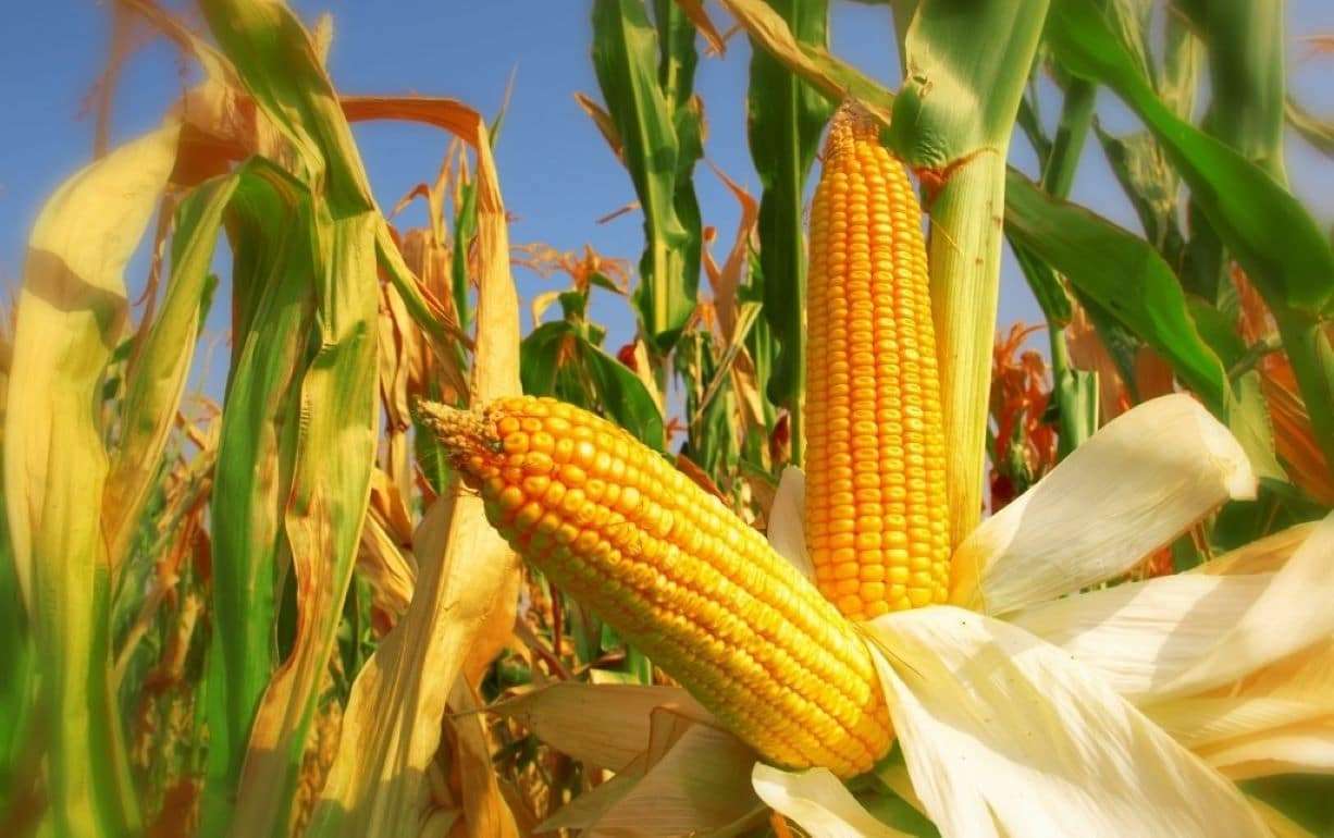 В сезоне 2025/26 кукуруза остается ключевым драйвером зернового рынка - agroexpert.md