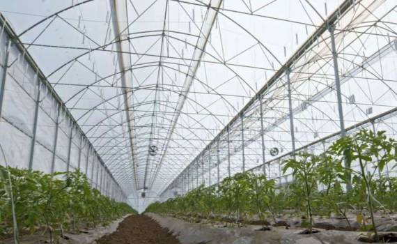 Молдавский фермер автоматизировал теплицу и увеличил урожайность - agroexpert.md