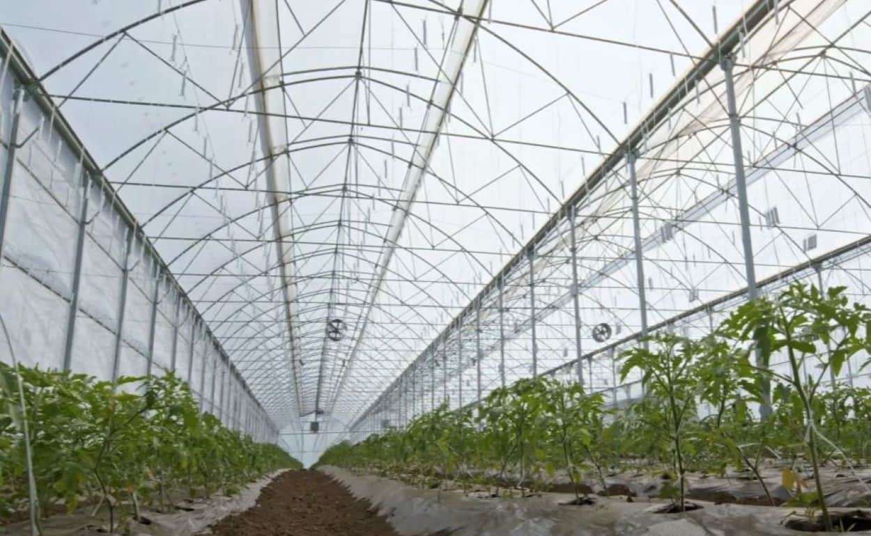 Молдавский фермер автоматизировал теплицу и увеличил урожайность - agroexpert.md