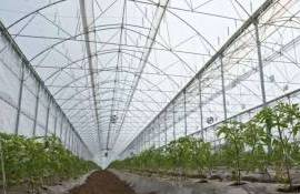 Молдавский фермер автоматизировал теплицу и увеличил урожайность - agroexpert.md