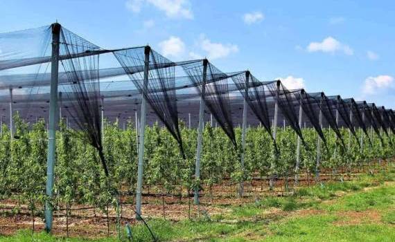 Производители фруктов изучают опыт Румынии в освоении фондов ЕС - agroexpert.md