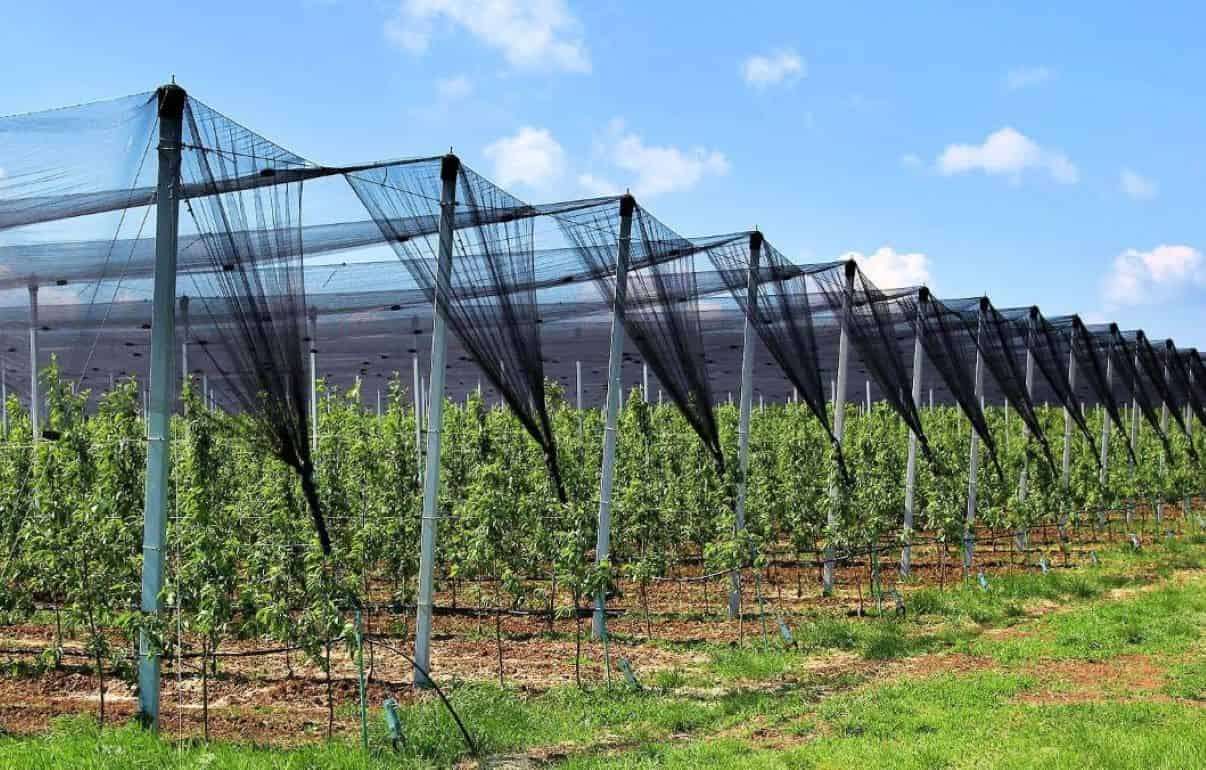 Производители фруктов изучают опыт Румынии в освоении фондов ЕС - agroexpert.md