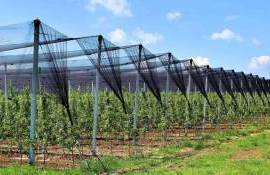 Производители фруктов изучают опыт Румынии в освоении фондов ЕС - agroexpert.md