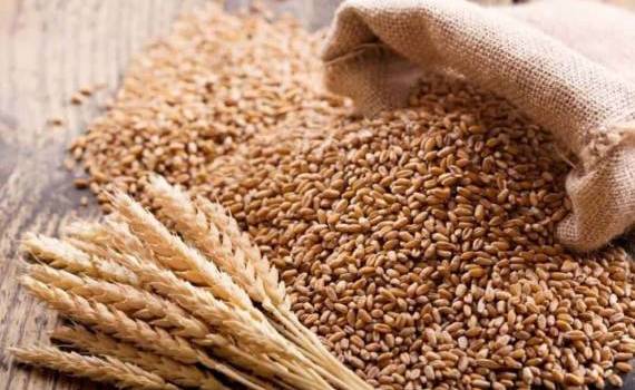 Экспорт зерновых и масел из Молдовы резко сократился в первом квартале - agroexpert.md