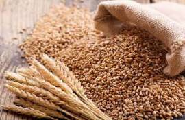 Экспорт зерновых и масел из Молдовы резко сократился в первом квартале - agroexpert.md