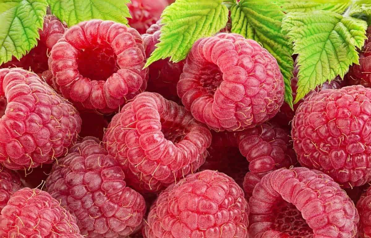 До 50% плантаций летней малины вымерзло от весенних заморозков в Молдове - agroexpert.md