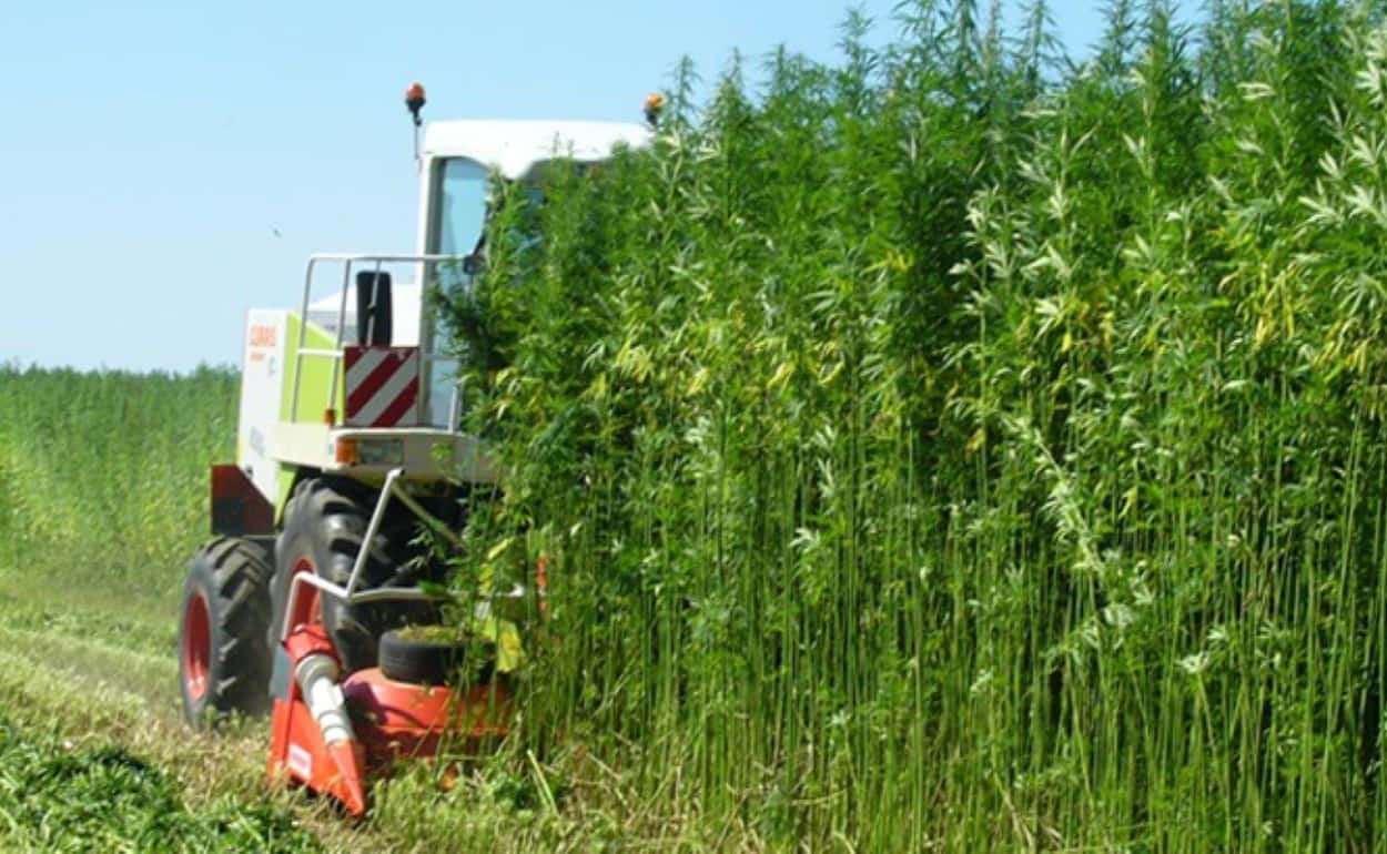 Реальная доходность выращивания технической конопли в Украине - agroexpert.md