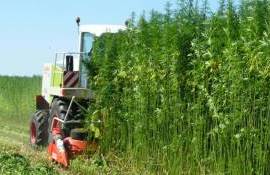 Реальная доходность выращивания технической конопли в Украине - agroexpert.md