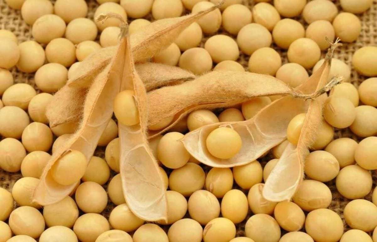 Рыночные индикаторы указывают на возможный рост цены на сою - agroexpert.md