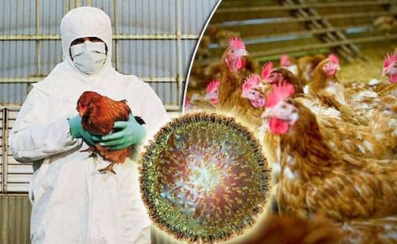 Птичий грипп в Бразилии грозит ударом по рынку курятины - agroexpert.md