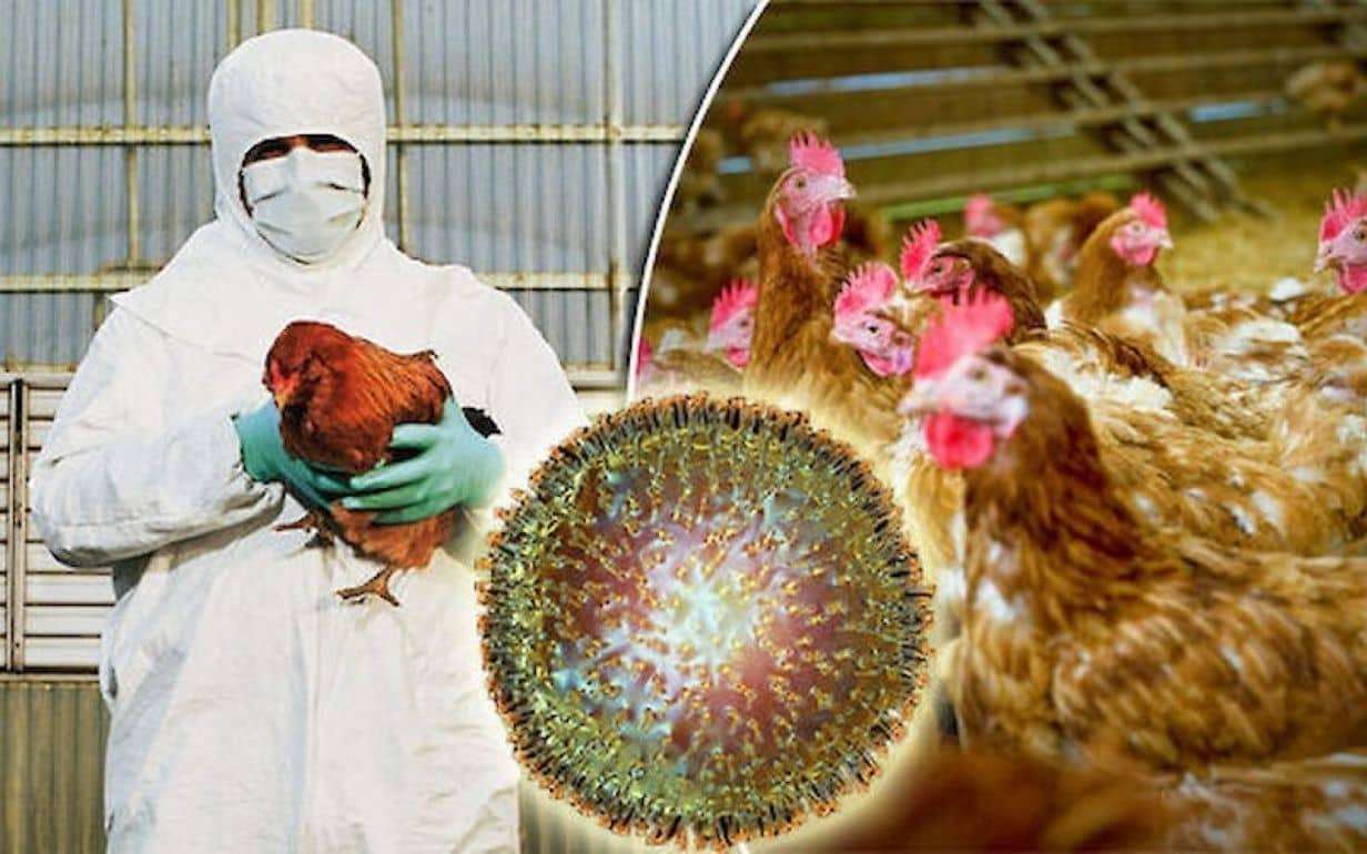 Птичий грипп в Бразилии грозит ударом по рынку курятины - agroexpert.md