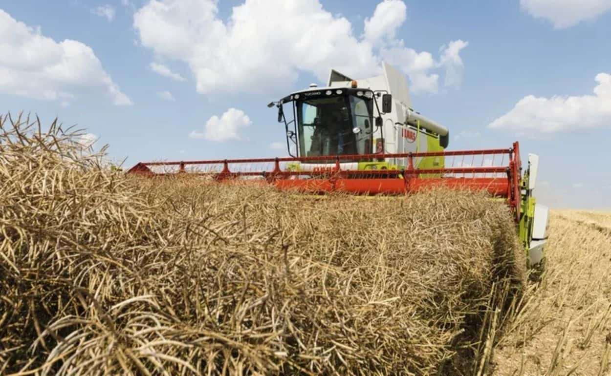 Основной рост производства рапса в ЕС в этом сезоне обеспечит Румыния - agroexpert.md