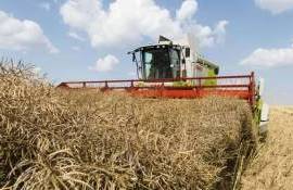 Основной рост производства рапса в ЕС в этом сезоне обеспечит Румыния - agroexpert.md
