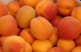 Абрикосовый апокалипсис Турции и его глобальные последствия - agroexpert.md
