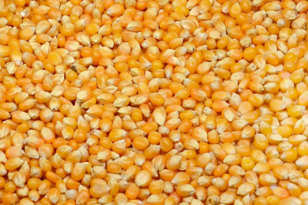 mai puțin exportat în 2024/2025 porumb Rija - agroexpert.md