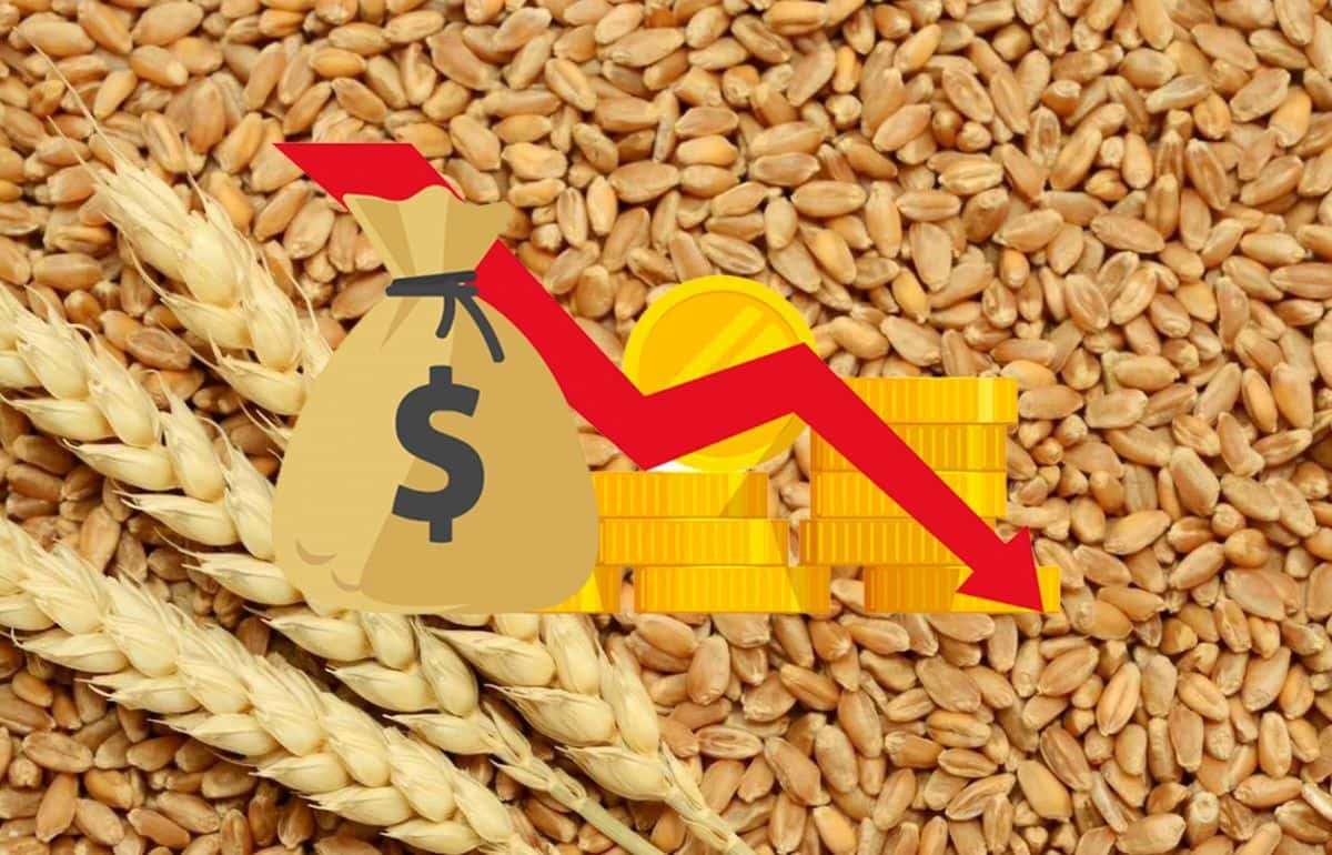 На бирже в Европе цена сентябрьских контрактов на пшеницу упала на 0,7 % - agroexpert.md