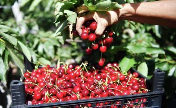 В Молдове началась уборка первой черешни — из-за заморозков урожай ниже - agroexpert.md