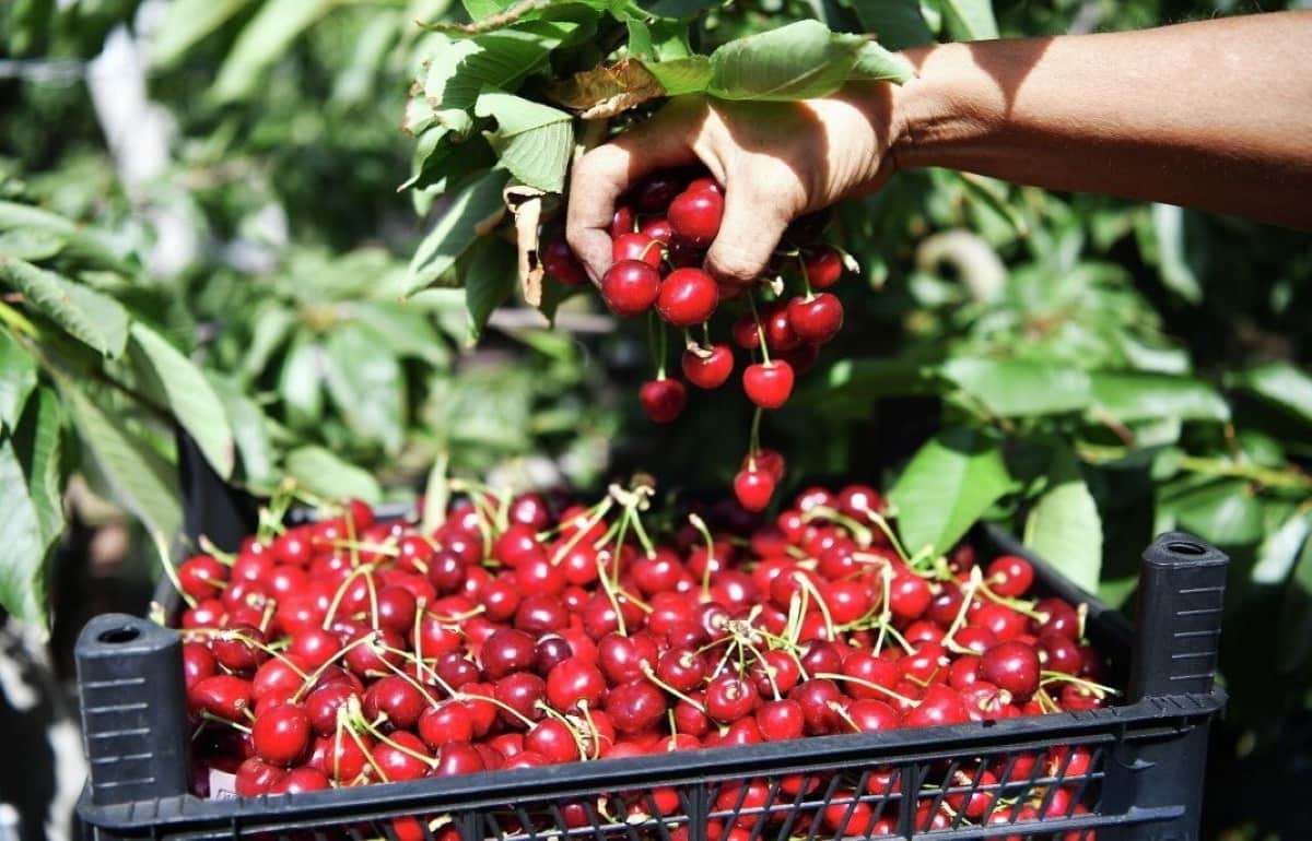 В Молдове началась уборка первой черешни — из-за заморозков урожай ниже - agroexpert.md