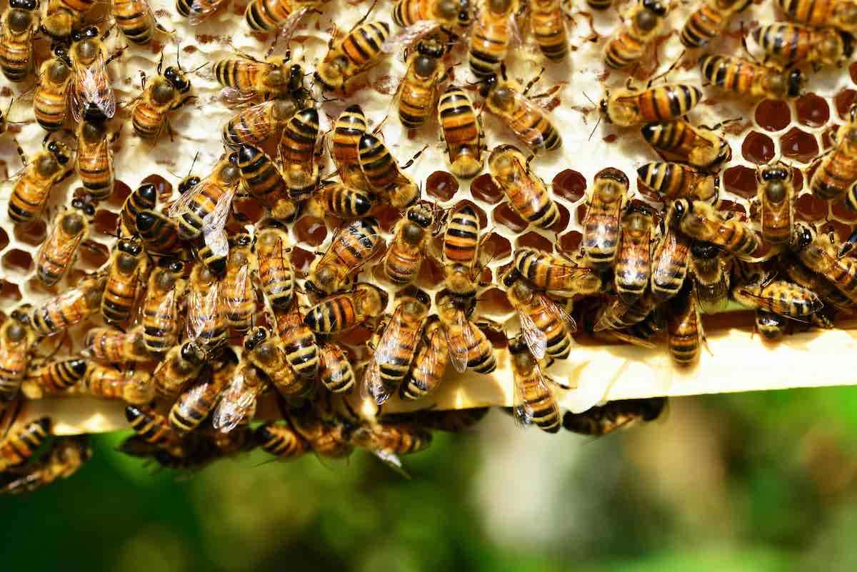 Republica Moldova exportă miere, dar consumul intern este modest - agroexpert.md