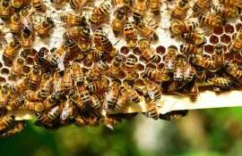 Republica Moldova exportă miere, dar consumul intern este modest - agroexpert.md