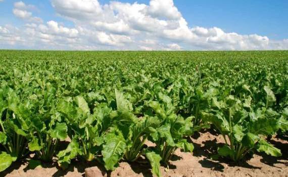 В Молдове площади под сахарной свеклой остались на уровне прошлого года - agroexpert.md