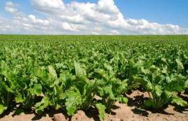 В Молдове площади под сахарной свеклой остались на уровне прошлого года - agroexpert.md