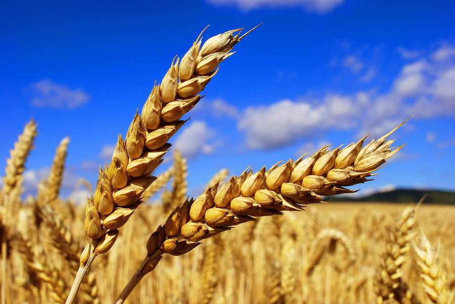 Topul exportatorilor de grâu din Moldova - AGROEXPERT.MD