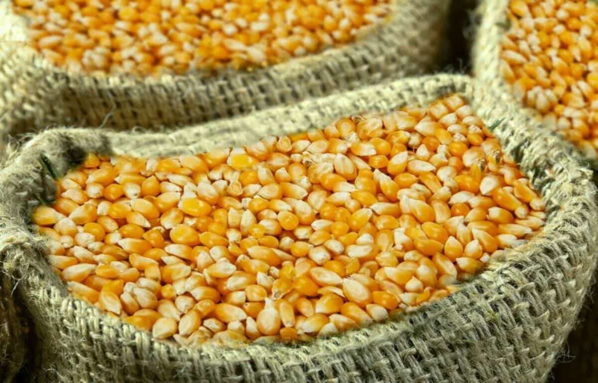Дешёвая американская кукуруза вытеснила украинскую с мирового рынка - agroexpert.md