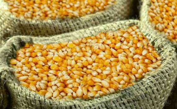 Дешёвая американская кукуруза вытеснила украинскую с мирового рынка - agroexpert.md