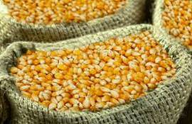 Дешёвая американская кукуруза вытеснила украинскую с мирового рынка - agroexpert.md