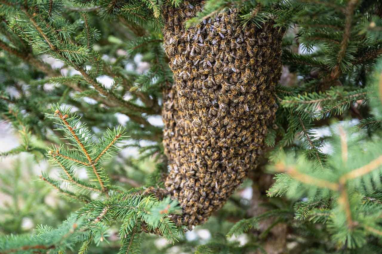 Observi un roi de albine apicultor - agroexpert.md