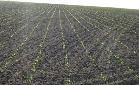 Фосфор — основа успешного старта кукурузы - agroexpert.md