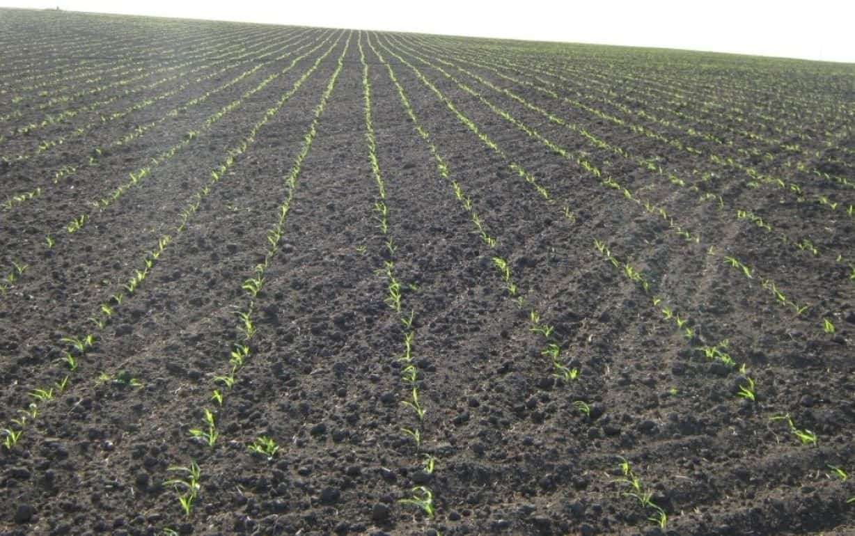 Фосфор — основа успешного старта кукурузы - agroexpert.md