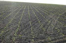 Фосфор — основа успешного старта кукурузы - agroexpert.md