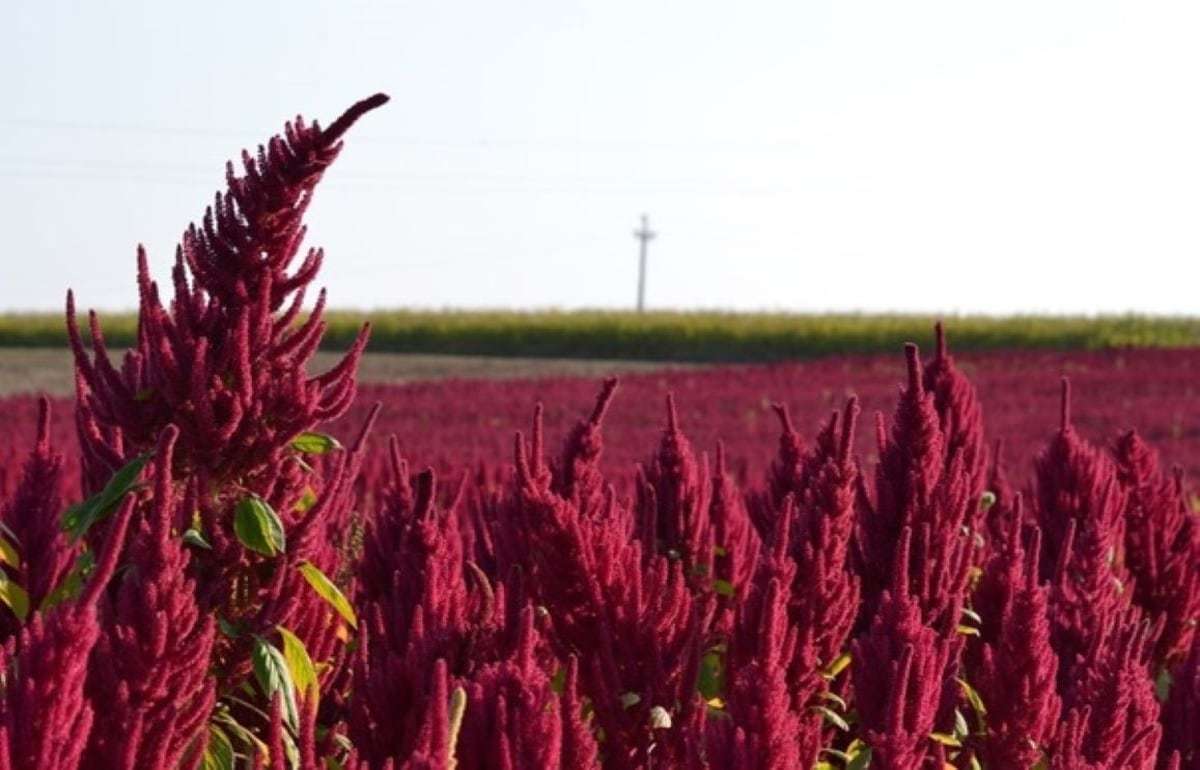 Амарант: экономика выращивания нишевой культуры в Украине - agroexpert.md